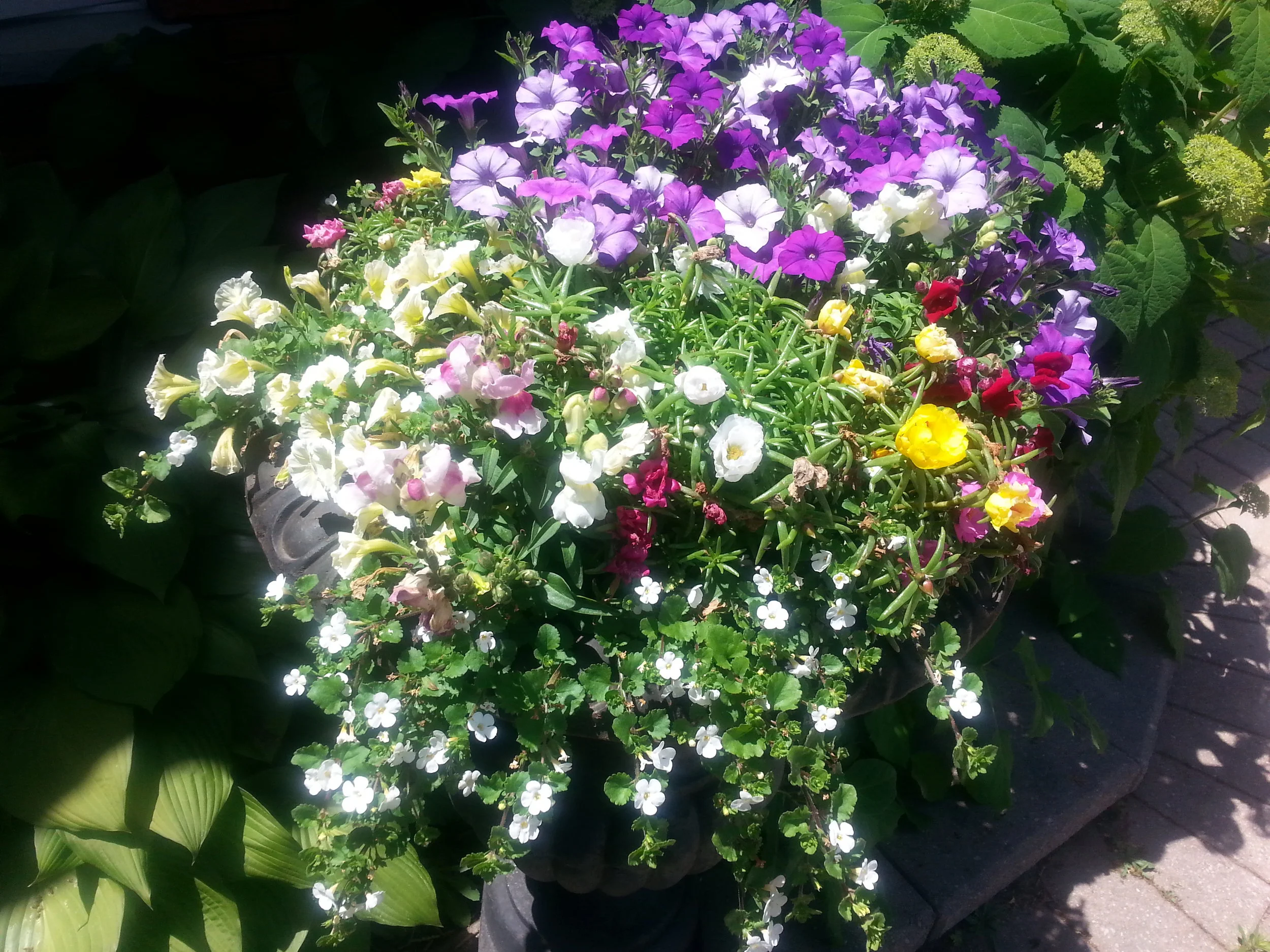 Blooming Flowers 20160622_134921.jpg