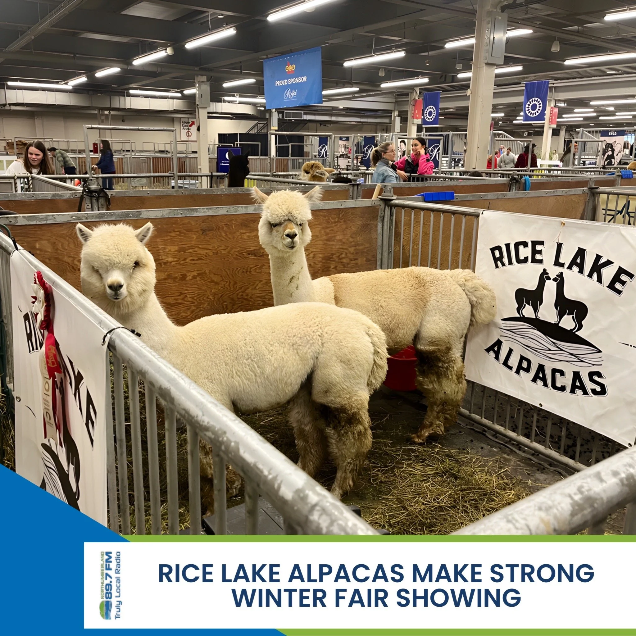 Rice Lake Alpacas makes strong Royal Winter Fair showing