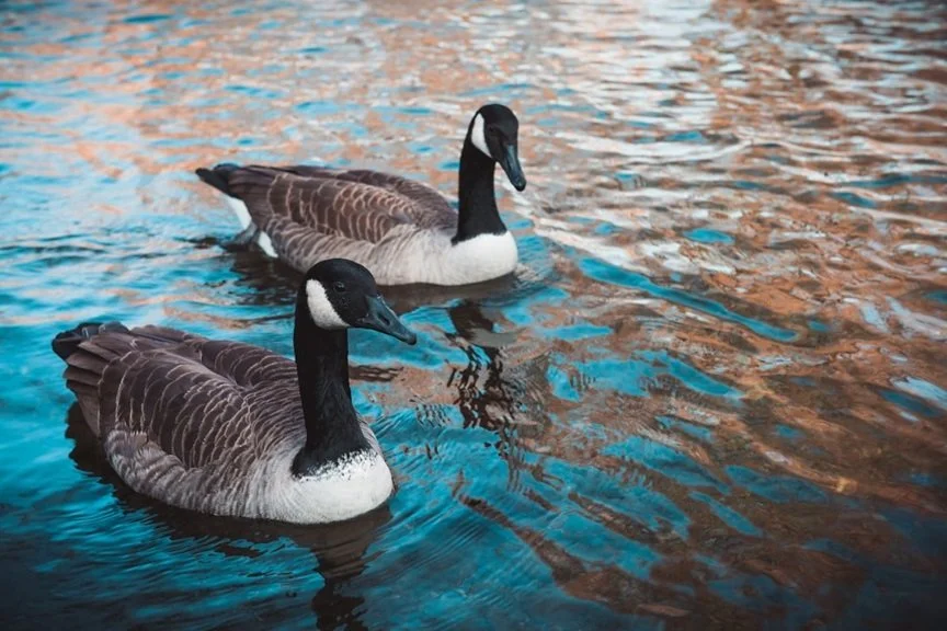 Dead goose found at Cobourg Harbour tests positive for Avian Flu