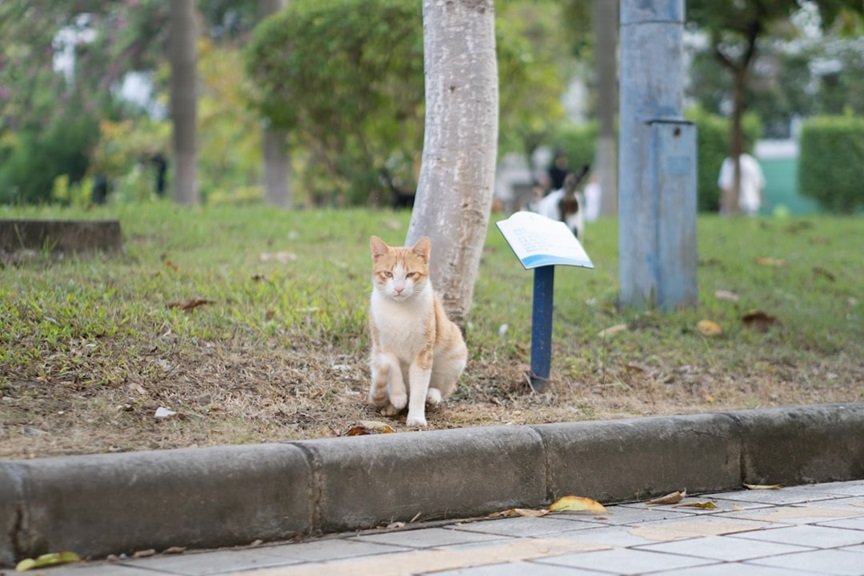 Brighton to consult on cat-control by-law