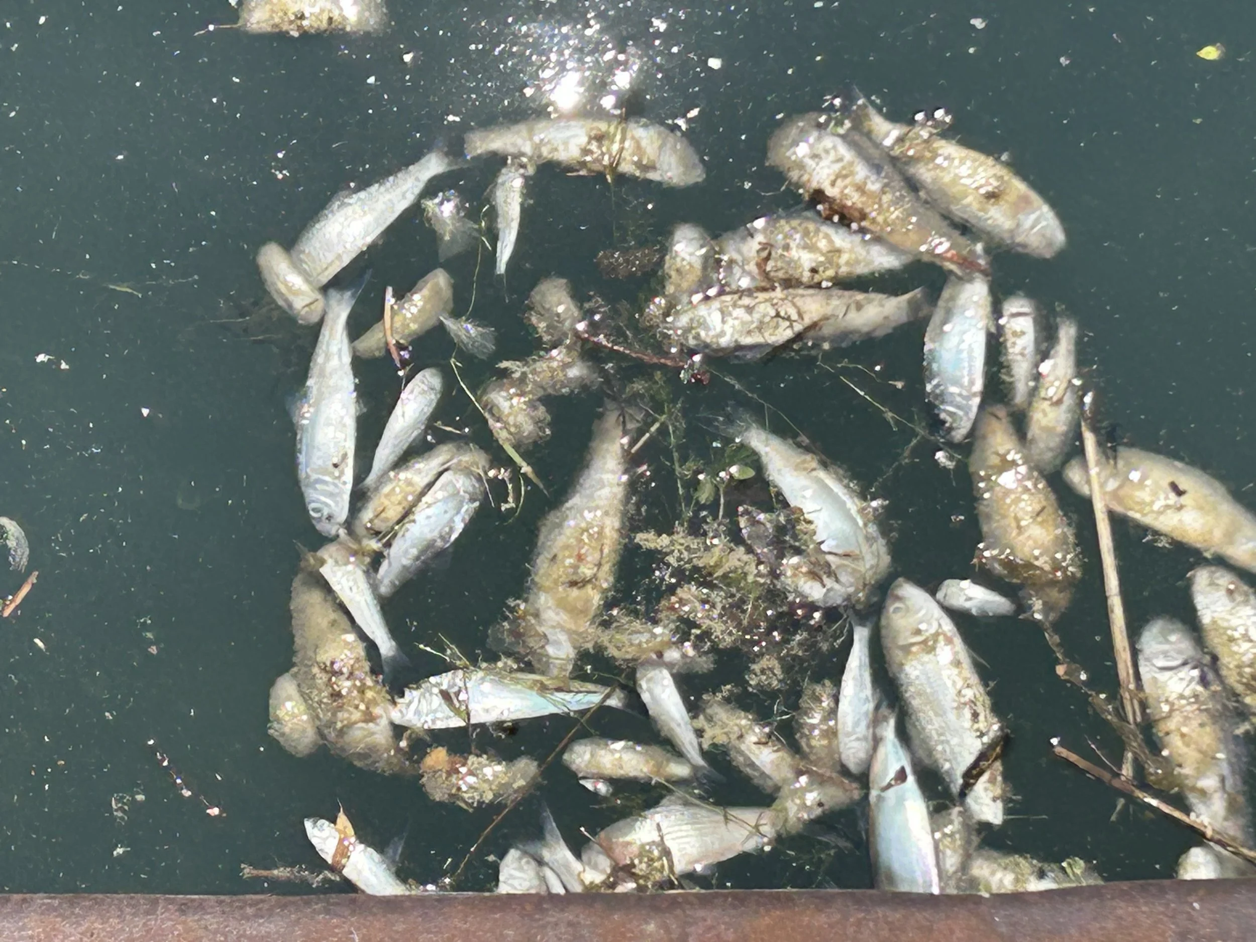 Dead fish at Cobourg Marina are not cause for alarm