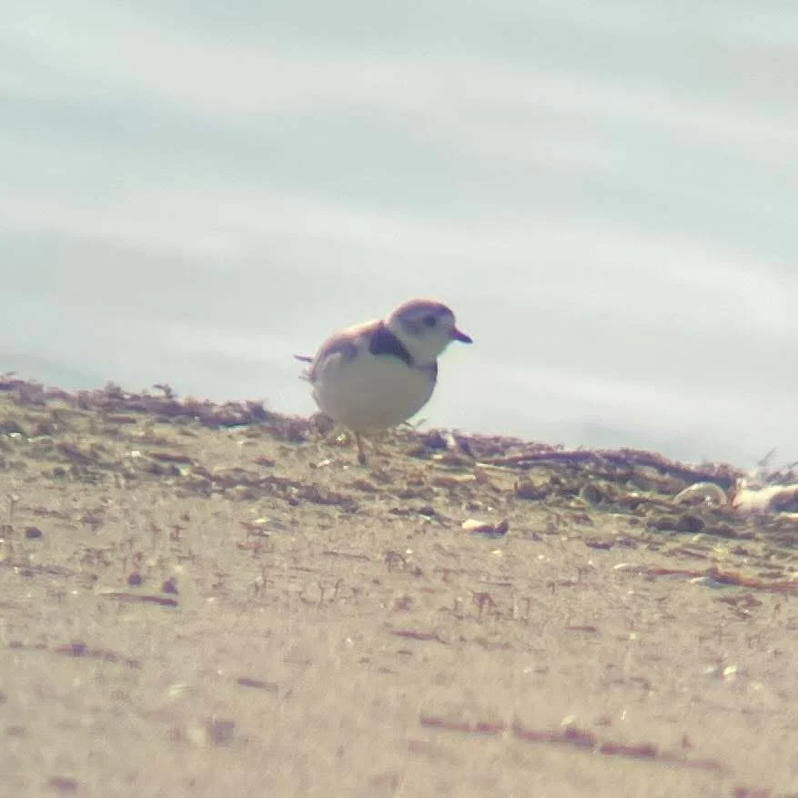 Community members invited to 'Monarchs and Migrants Weekend' at Presqu'ile Provincial Park in Northumberland County