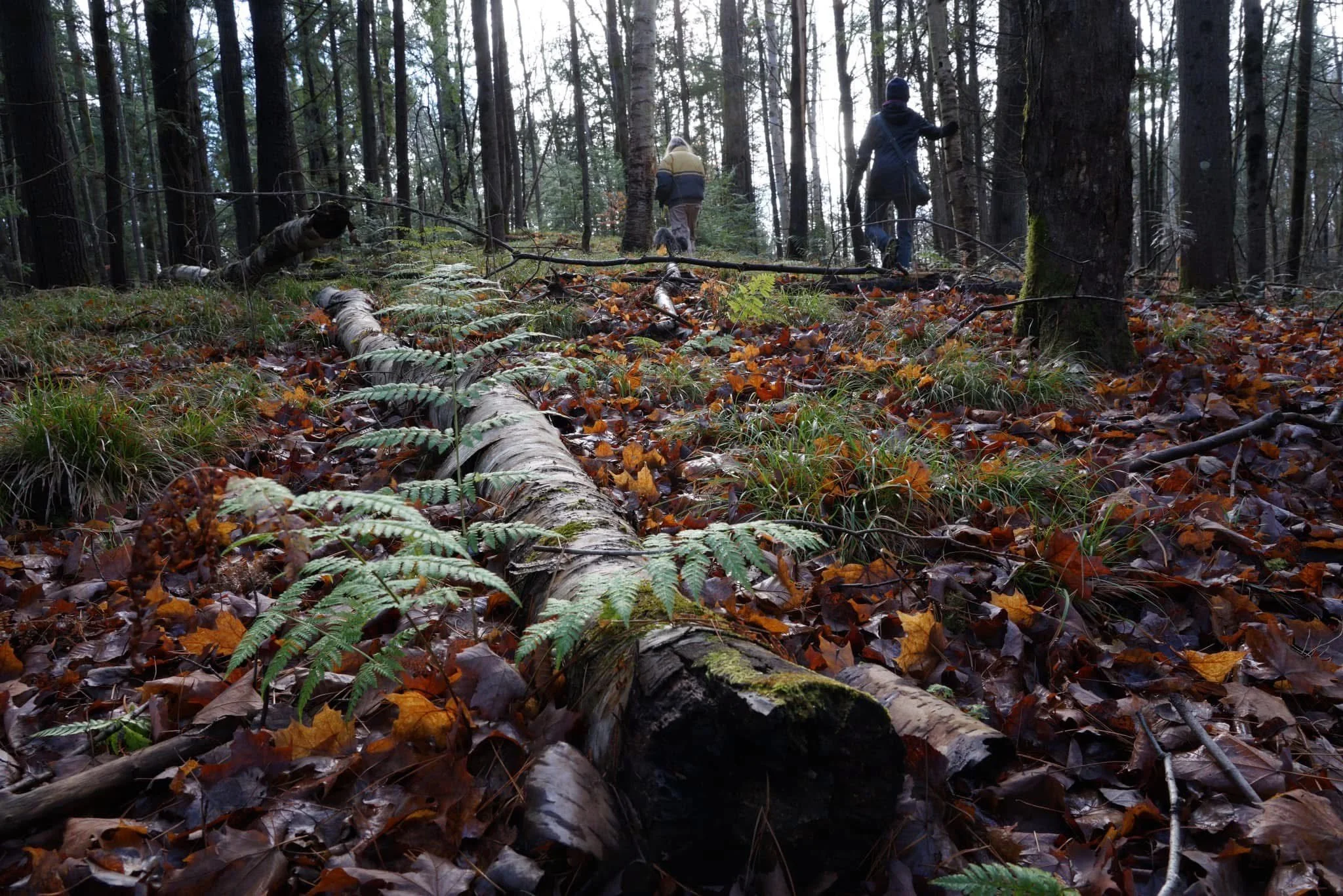 Northumberland Land Trust completes land acquisition in Trent Hills