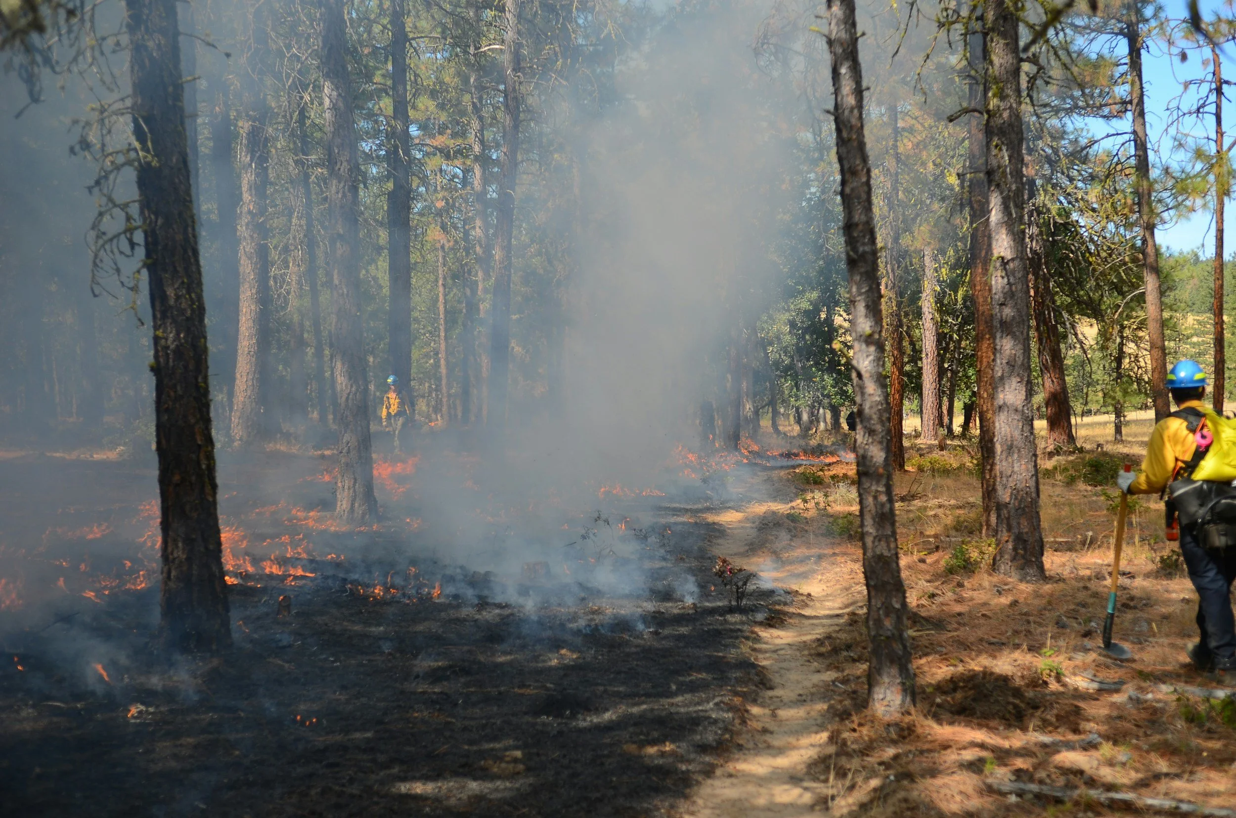Prescribed burn in Northumberland County Forest to support restoration and growth of native habitats