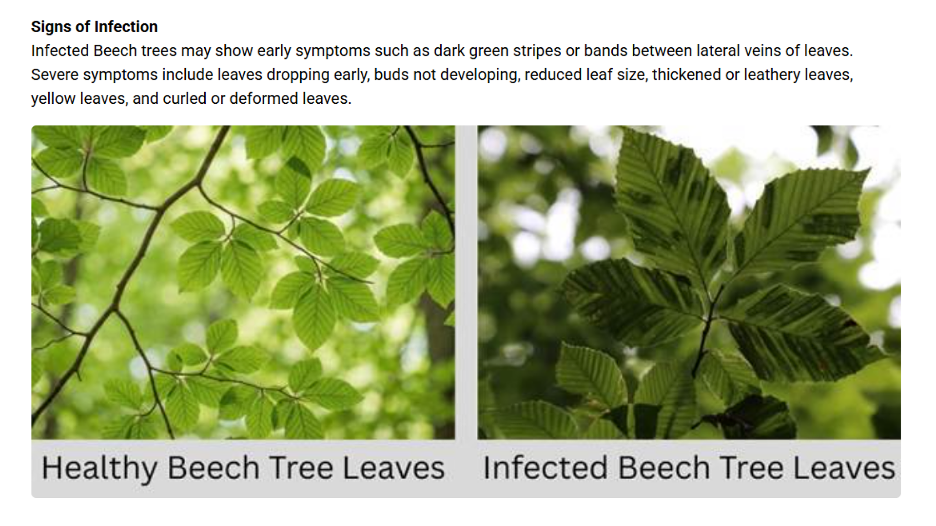 Beech Leaf Disease reported in Cobourg