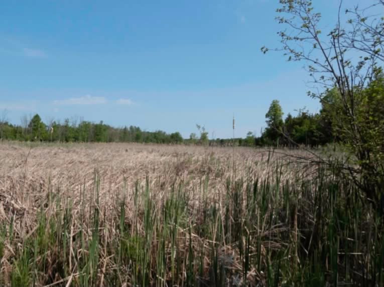 Northumberland Land Trust to acquire property near Rice Lake
