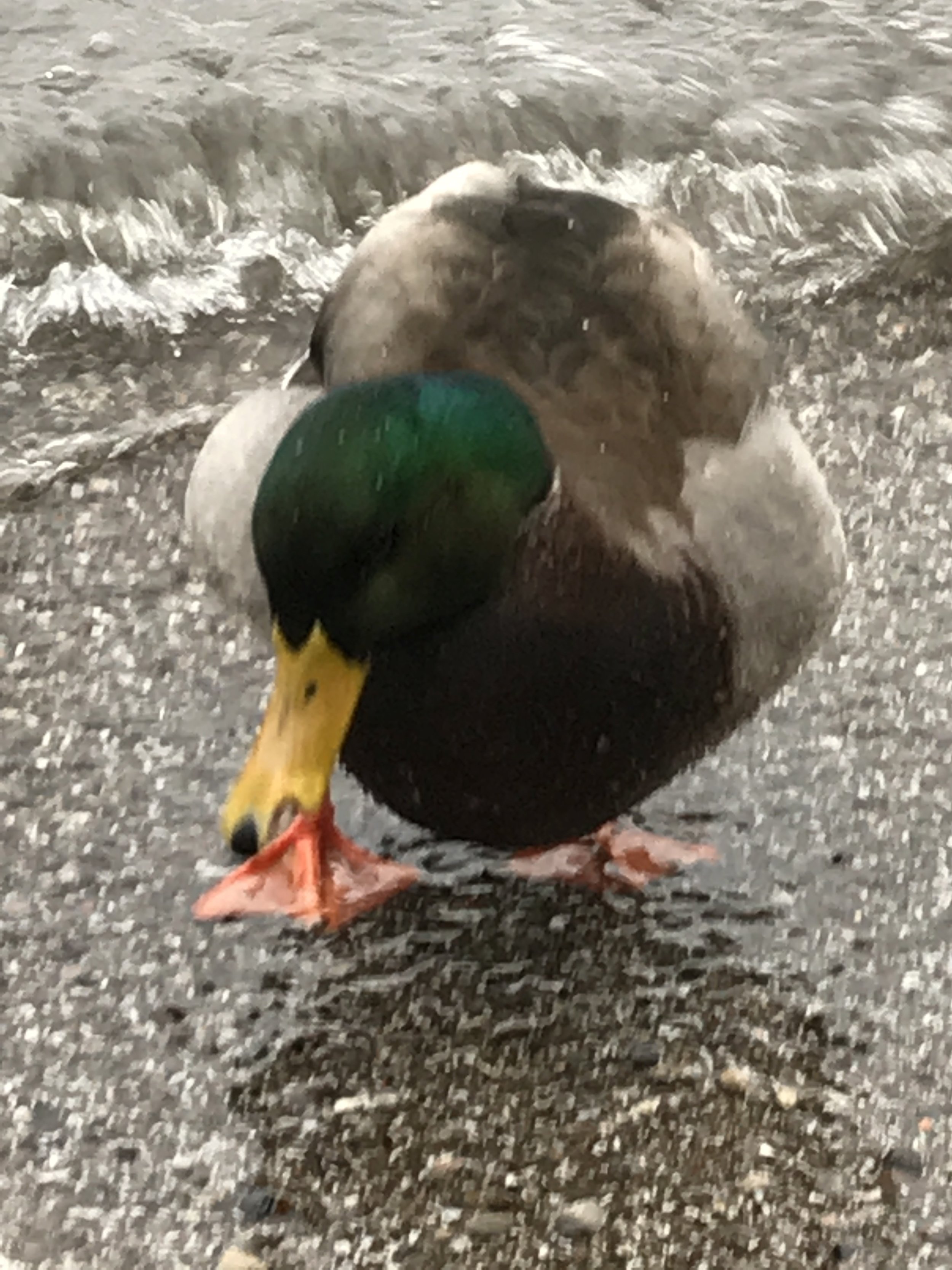 Duck fat comes in handy