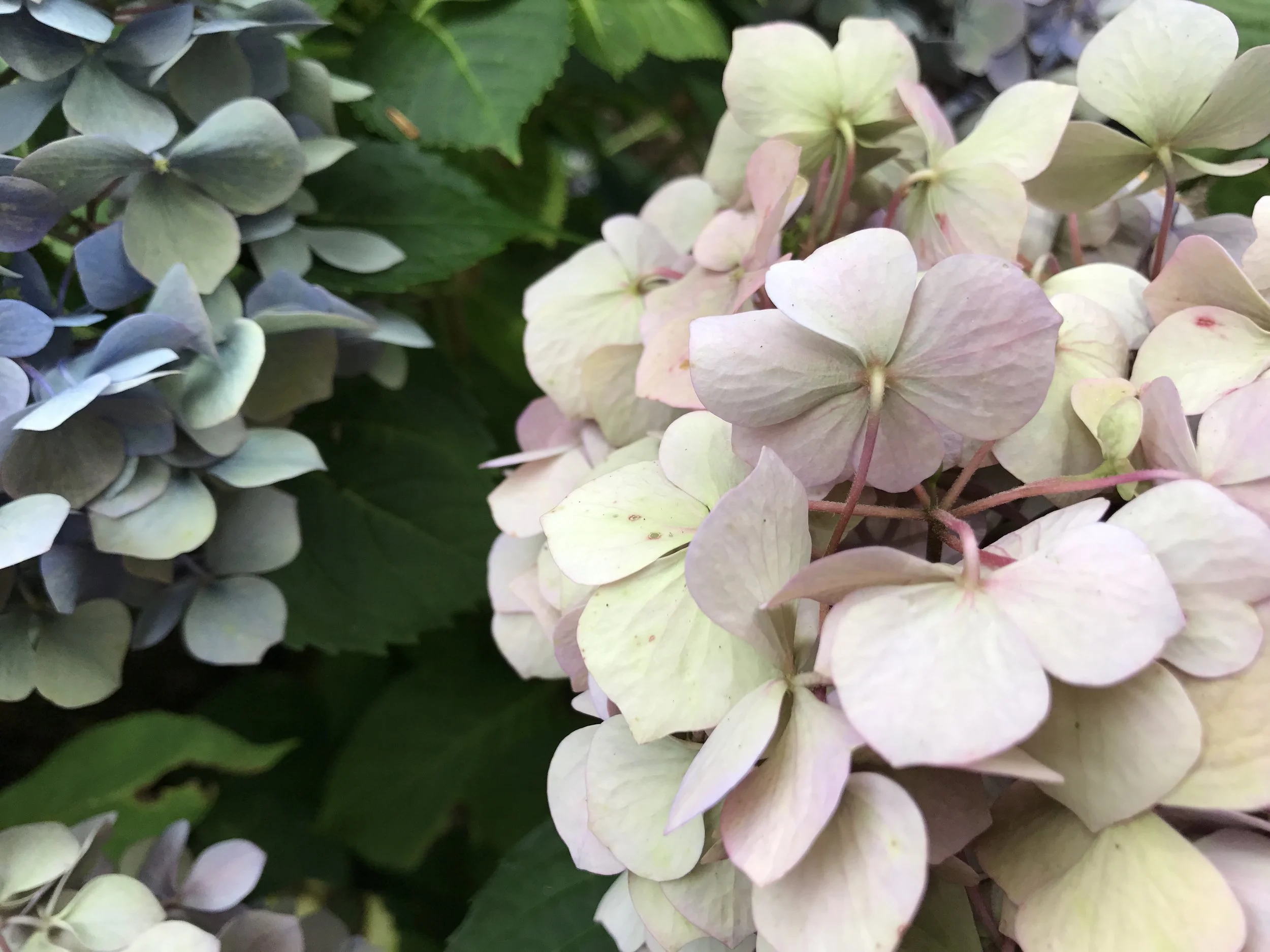 Hydrangea Lovers Dream