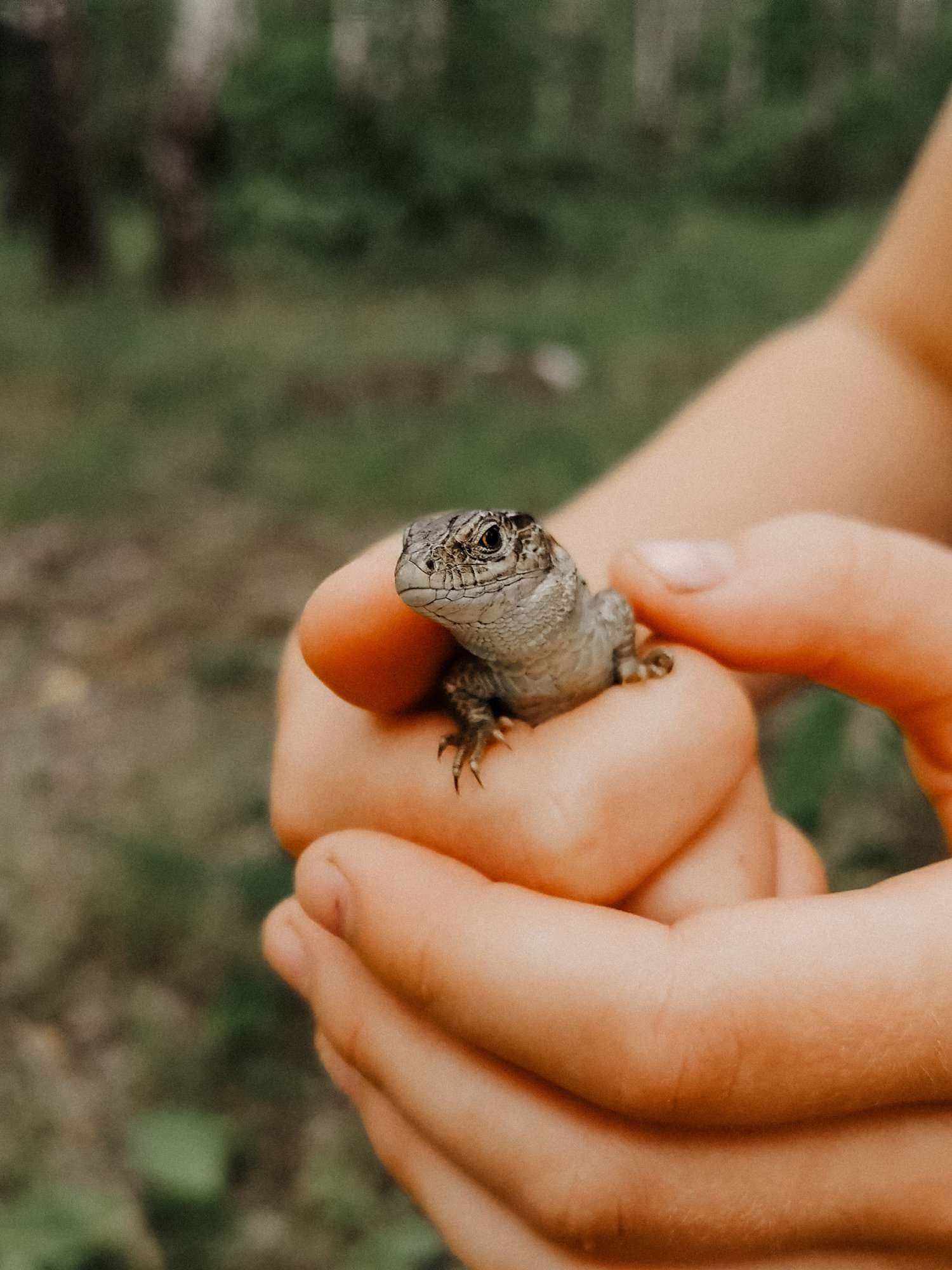 Your toddler's lizard brain impacts their ability to reason and end up making them more aggressiveYour toddler's lizard brain impacts their ability to reason and end up making them more aggressive