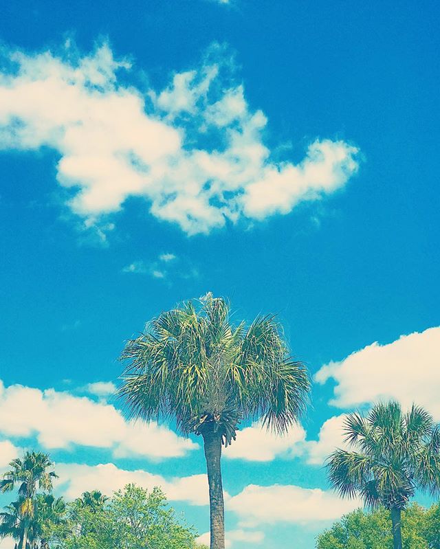 #Florida vibes. #wildoleander #palmtrees