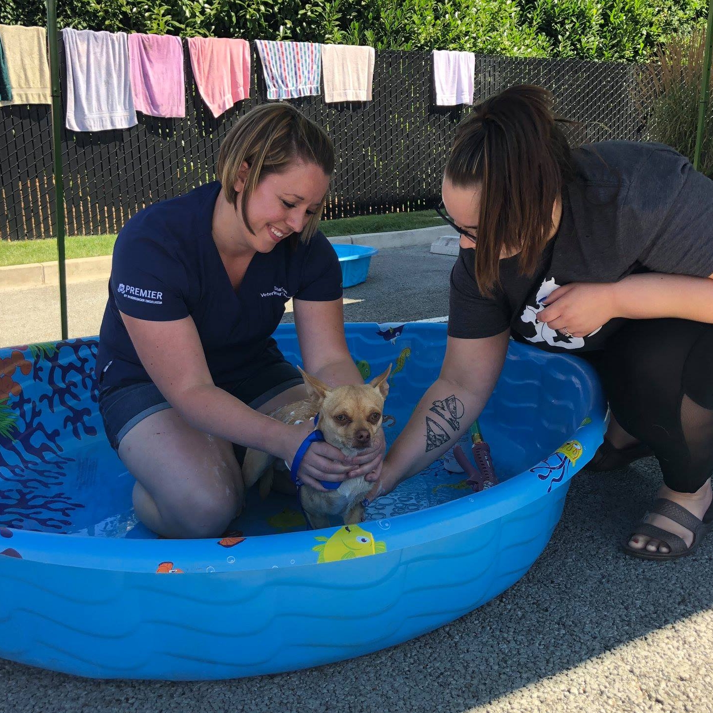 Stayton Veterinary Hospital Dog Wash Food Drive