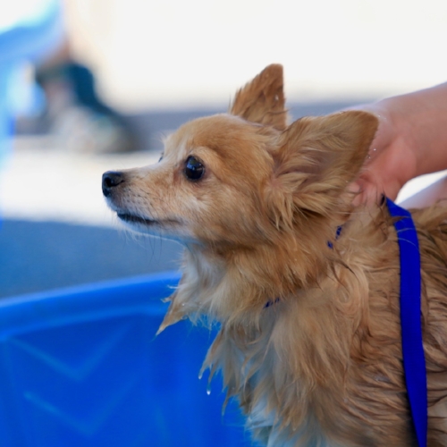 Stayton Veterinary Hospital Dog Wash Food Drive