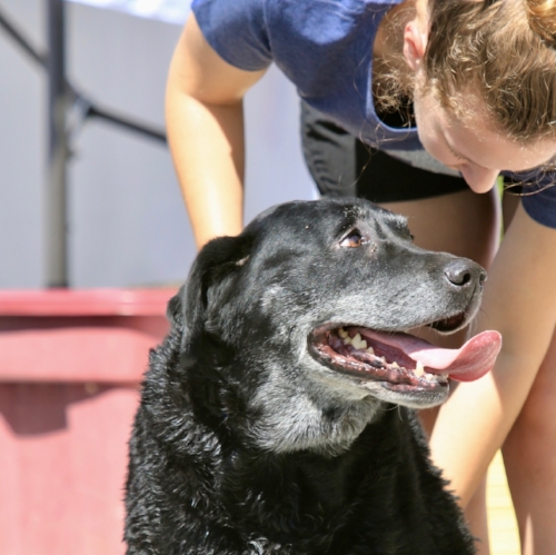 Stayton Veterinary Hospital Dog Wash Food Drive