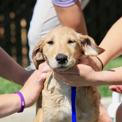 Stayton Veterinary Hospital Dog Wash Food Drive