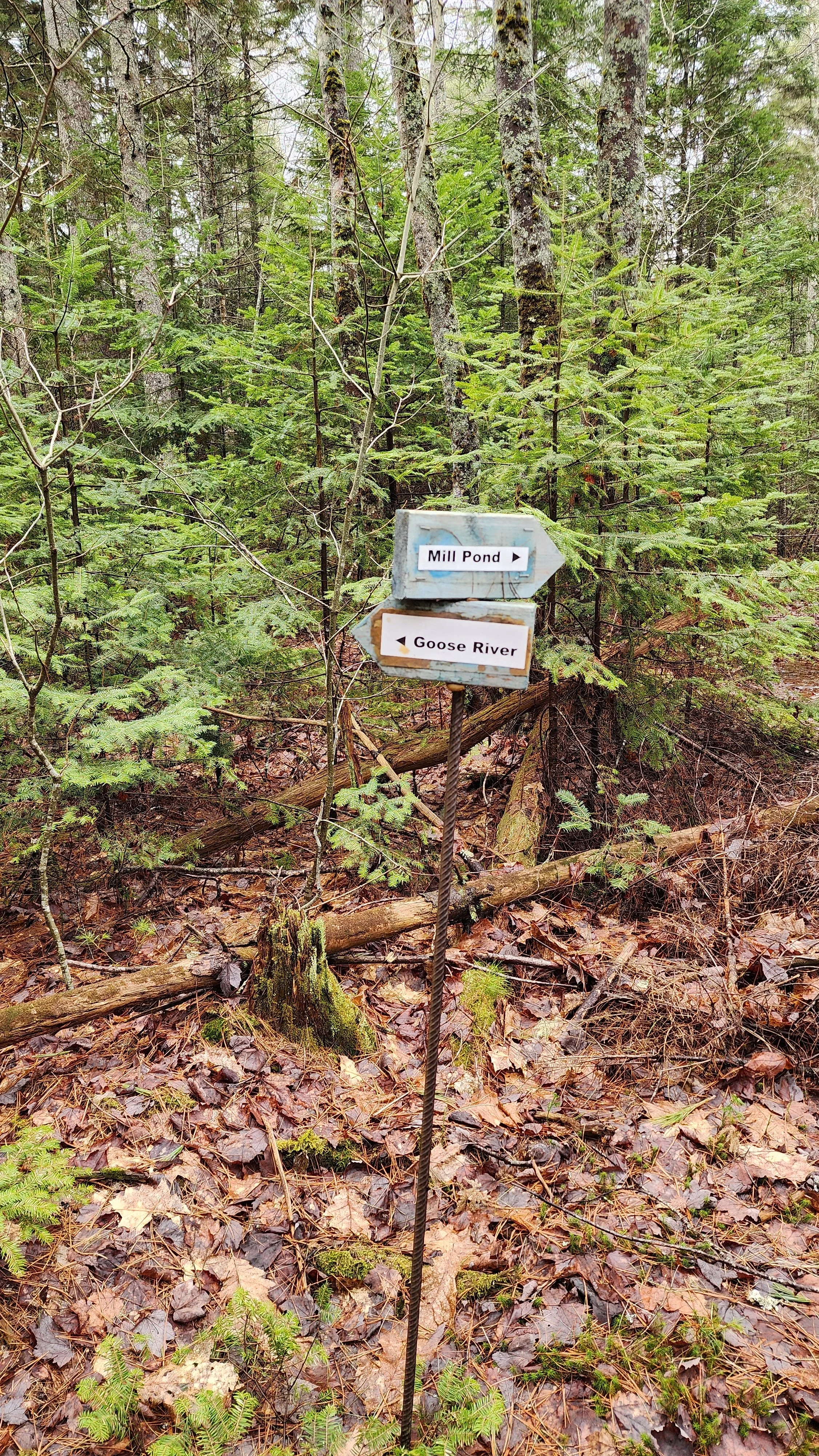Wooden trail sign in a forest pointing to Mill Pond and Goose River, surrounded by green trees and fallen leaves on the ground.