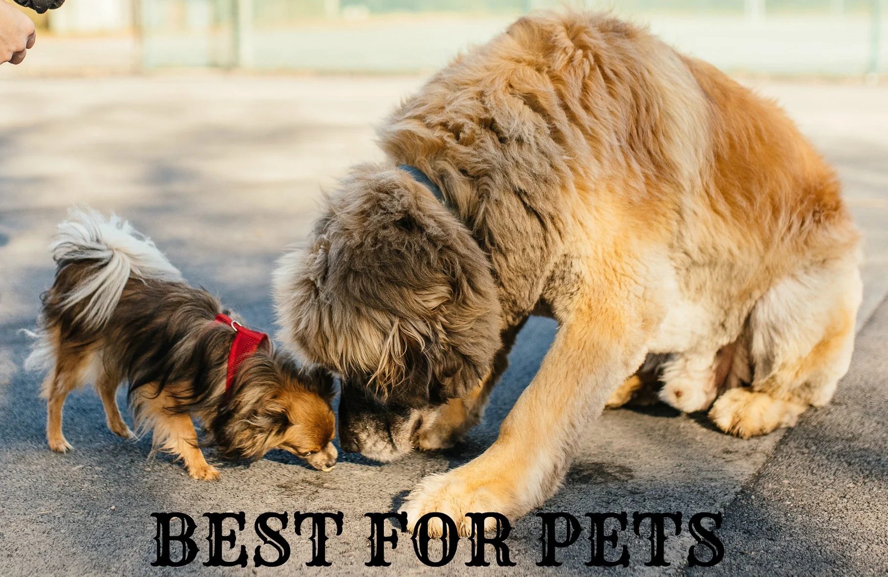 What do Hank, Mouse, Snoop and Smooch eat?