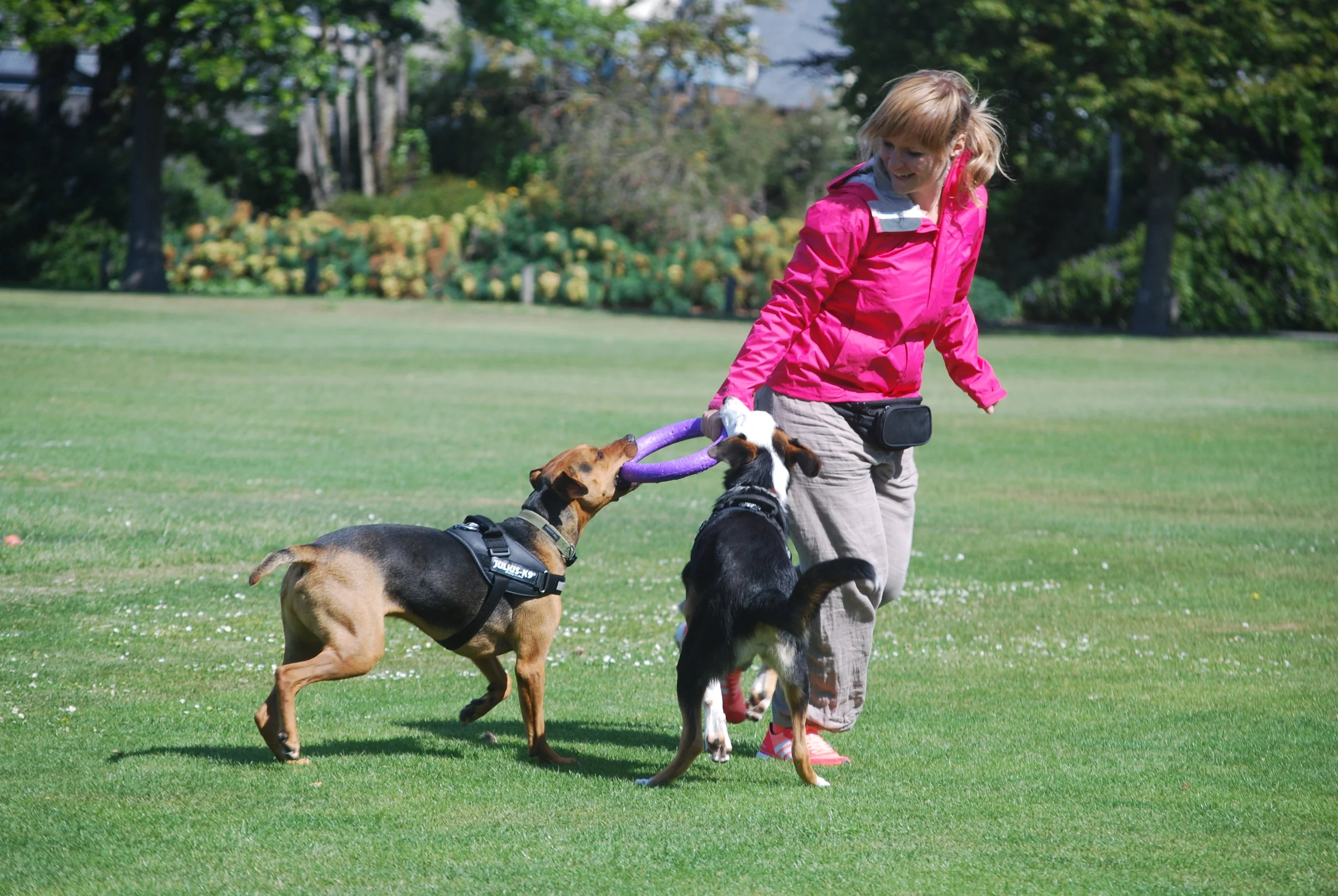Dog Trainer Christchurch Training & Behaviour Sit Happens NZ