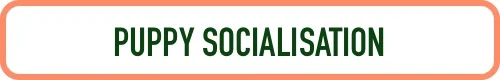 Puppy Socialisation2.jpg