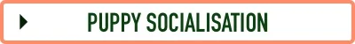 Puppy Socialisation4.jpg