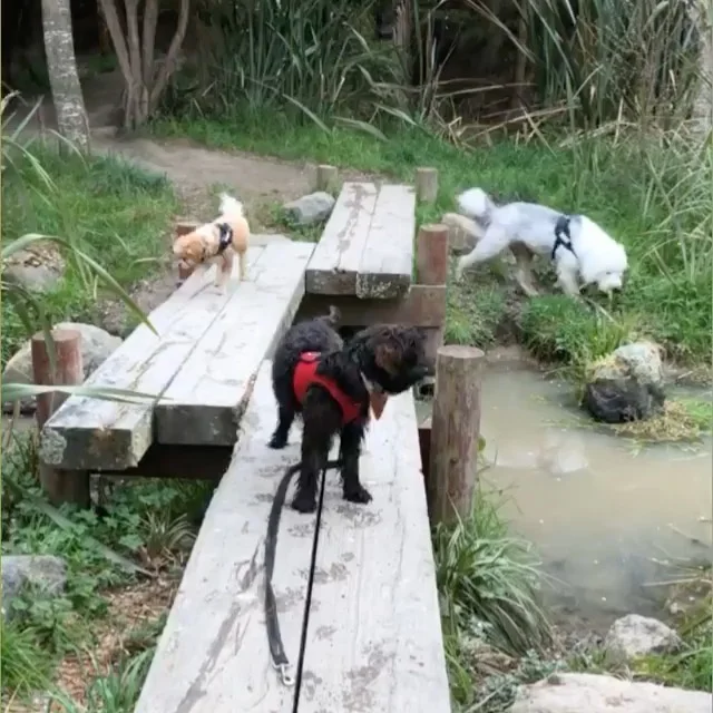 Contact Dog Training Christchurch Sit Happens NZ