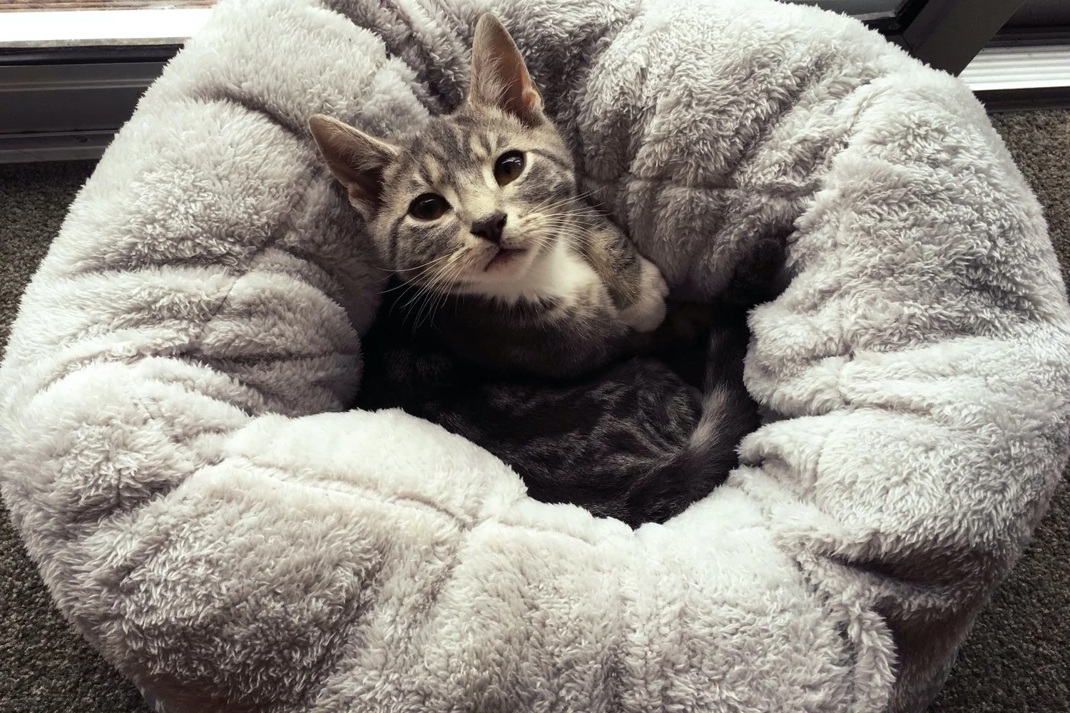 Smooch (born 5.11.16), Cat Rescue