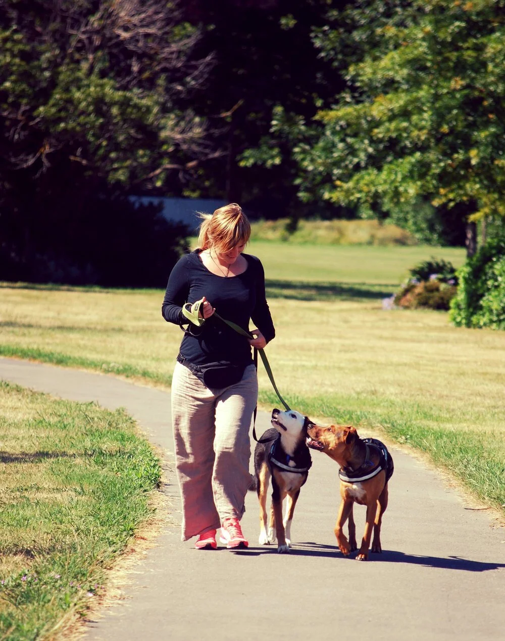 Dog Trainer Christchurch Training & Behaviour Sit Happens NZ