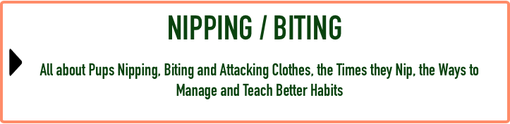 Puppy FAQ - Nipping:Biting.png