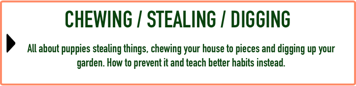 Puppy FAQ - Chew:Steal:Dig.png