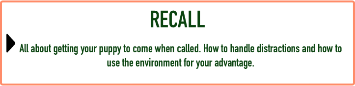 Puppy FAQ - Recall.png