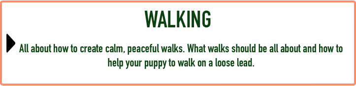 Puppy FAQ - Walking.png