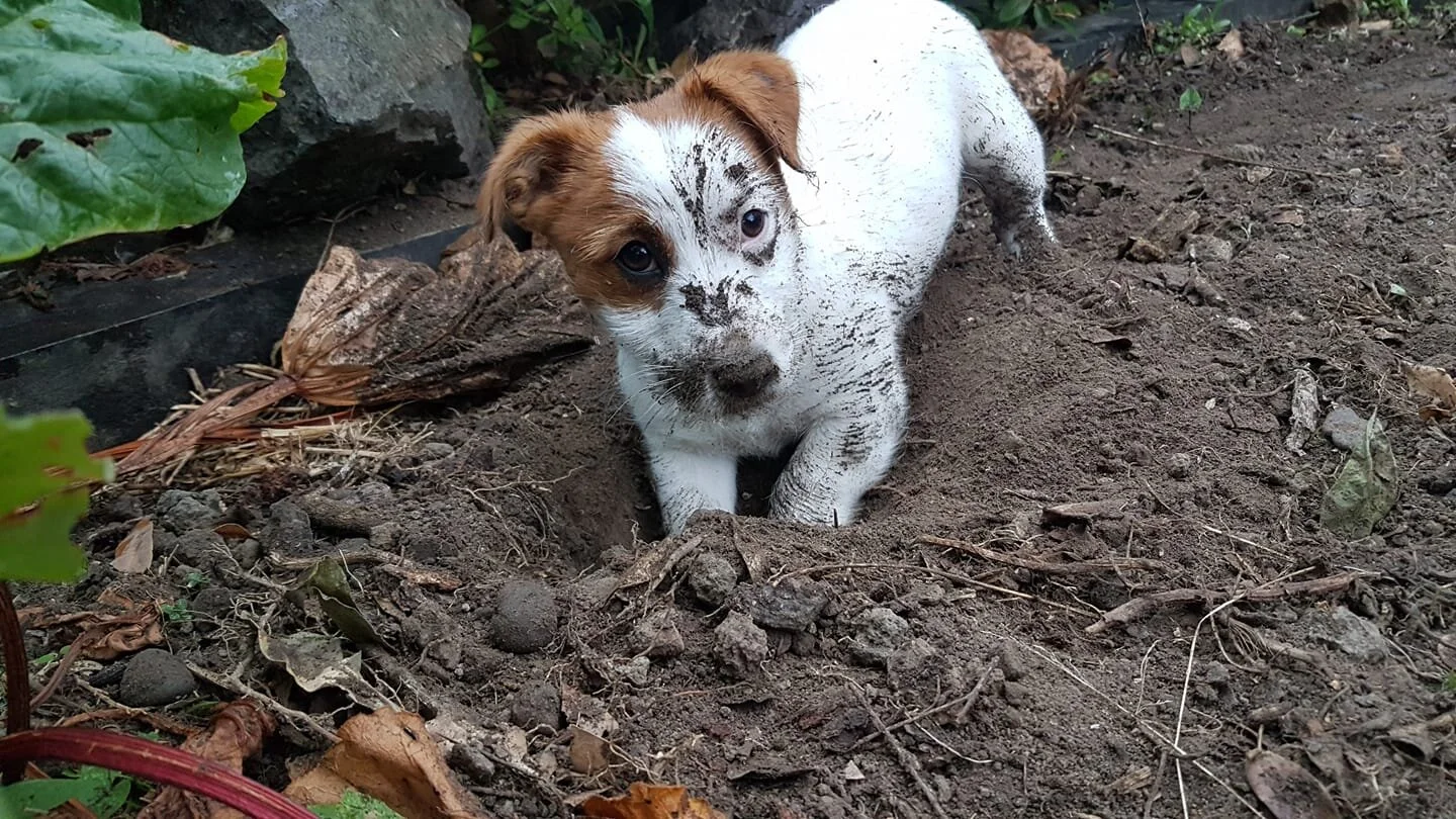 Digging