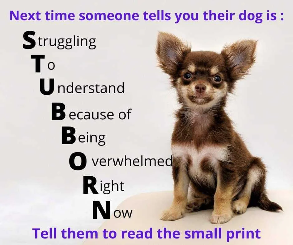 122564693_10157327317960876_4946081961533154619_n.jpg