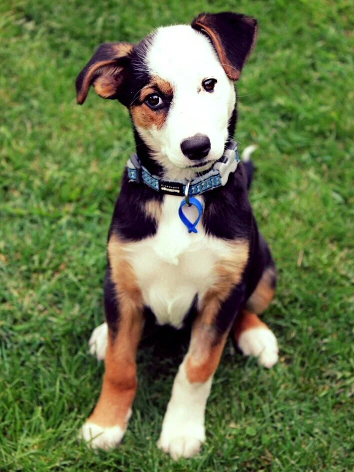 Dog Trainer Christchurch Training & Behaviour Sit Happens NZ