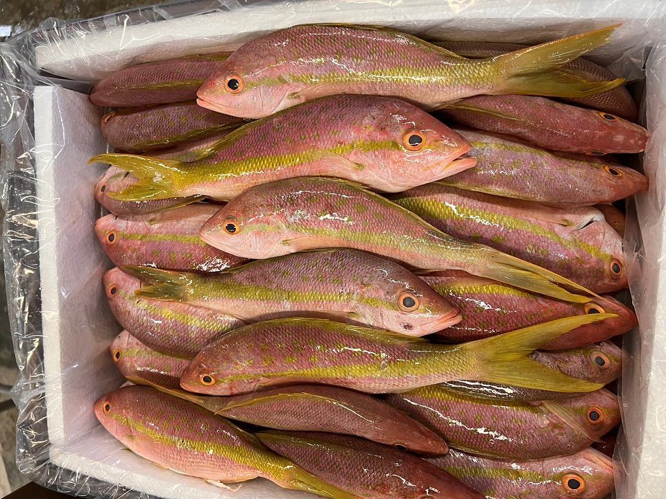 After a week of limited Snapper production  in Mexico we are delighted to see some volume of gorgeous fish headed out ✈️ to #boston , #newyork , #miami ✈️

#ohthatsfresh #vivamexico #vivajohnnagle #bostonfreshfish #miami #snapper #grouper #cobia