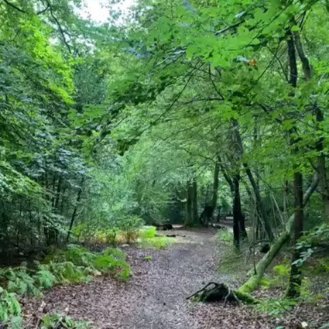 Another lovely walk led by @eppingforestht on Saturday. We were lucky to see the longhorn cattle and some strange looking fungi! It was our last walk of the year, but our other activities continue during autumn and winter, link in bio to find out mor