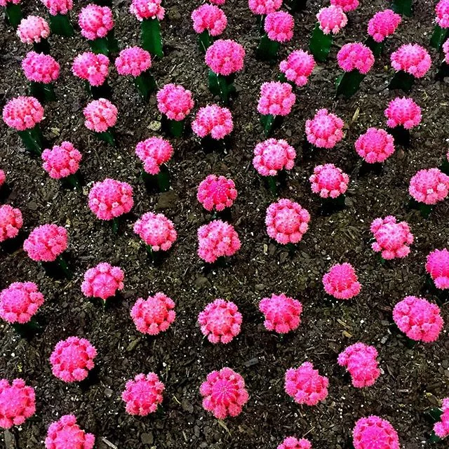 Today is like these cacti. Pretty, but prickly. The weather is great, but it's Monday so it still kind of sucks. 🌵
