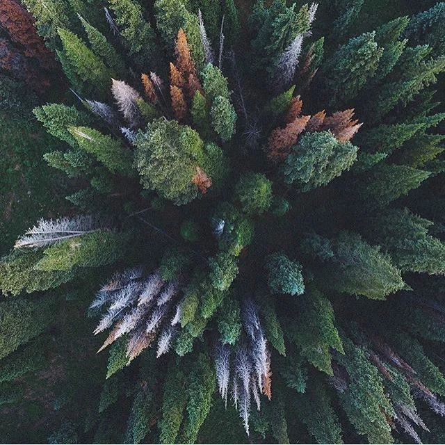 deep in the winter forest, spring's potential is awakening - and so are we. #intuition #springtonics #nourishingtraditions #herbalmedicine