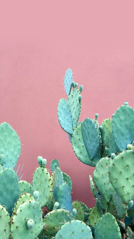 cacti on pink.jpg