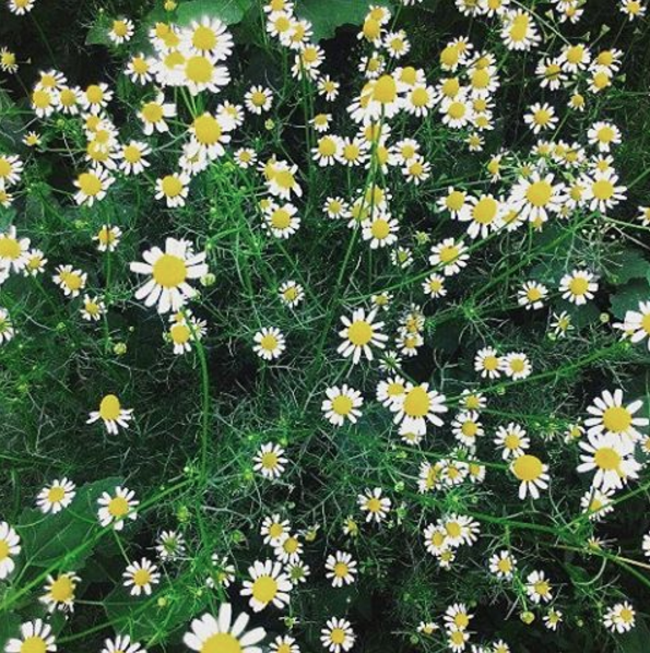 chamomile.png