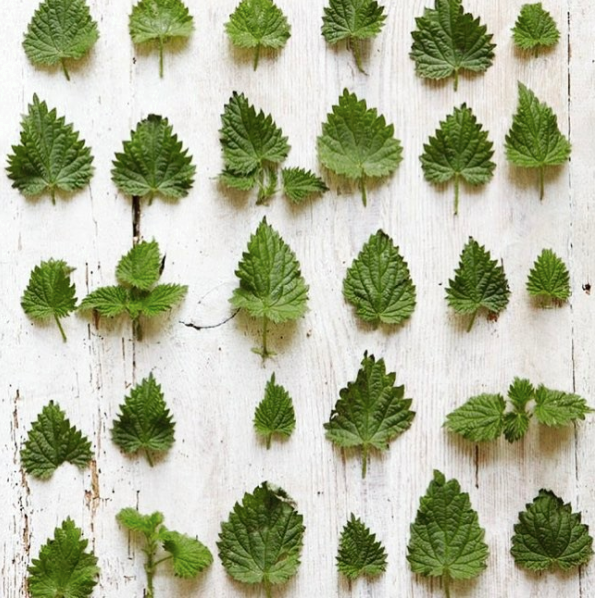 Nettle