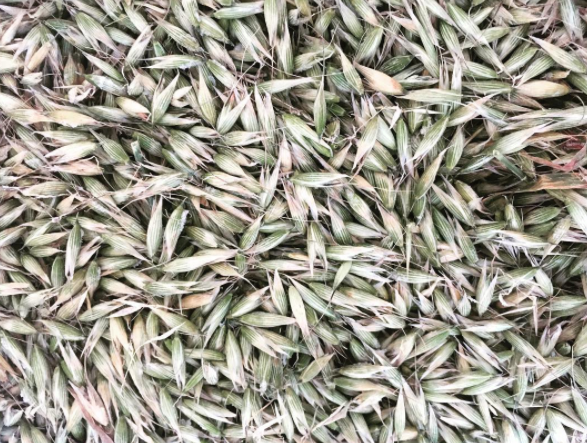 Avena