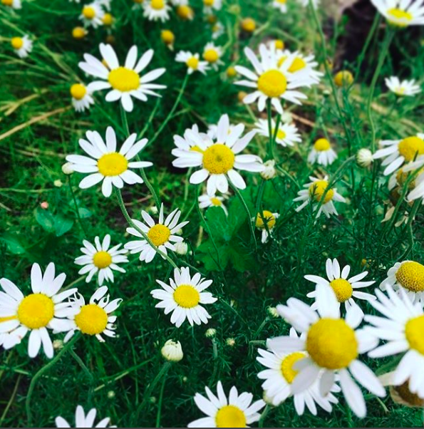 an ally for bringing about restful states and peaceful calm :: the ever-so powerful chamomile ✨