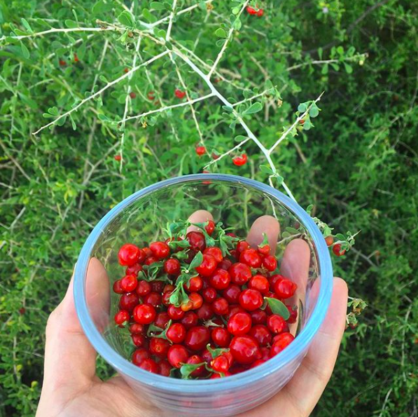 wolfberries for kombucha tuscon herb store.png