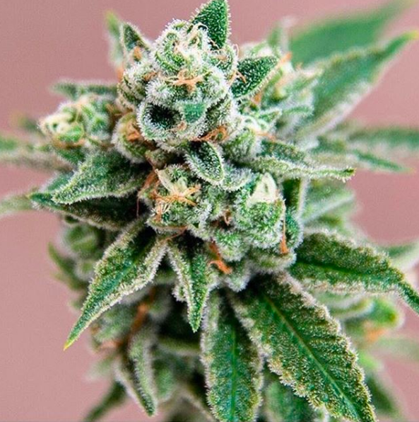 @eatweedlove