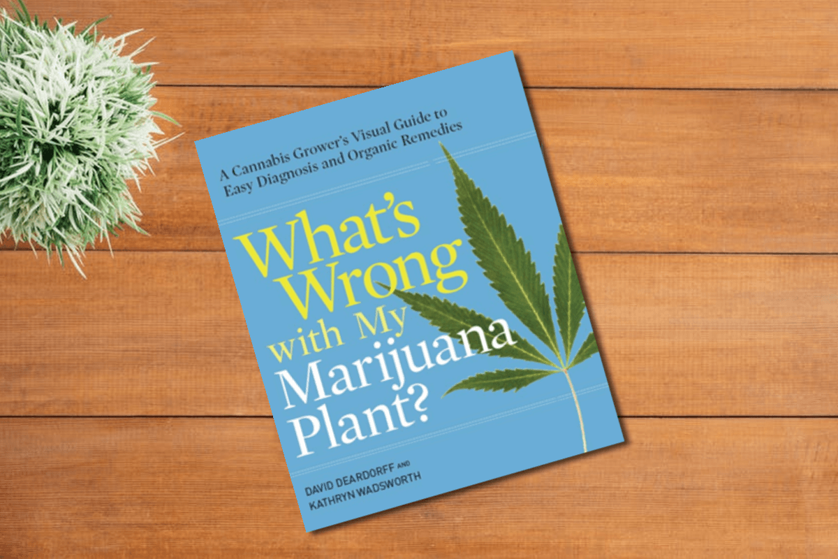 whats wrong with my marijuana plant.png