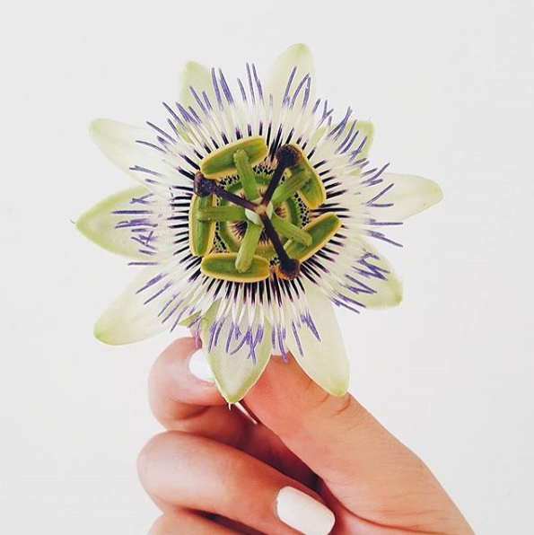 passionflower.png