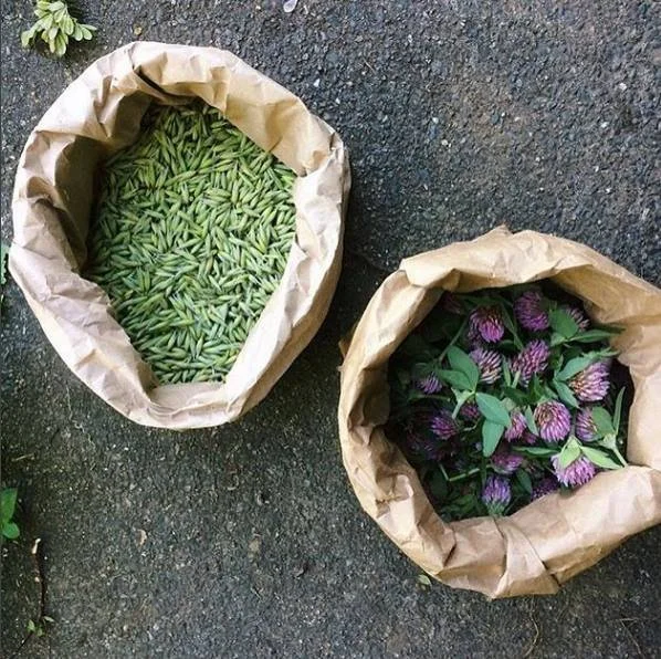 Backyard Medicine