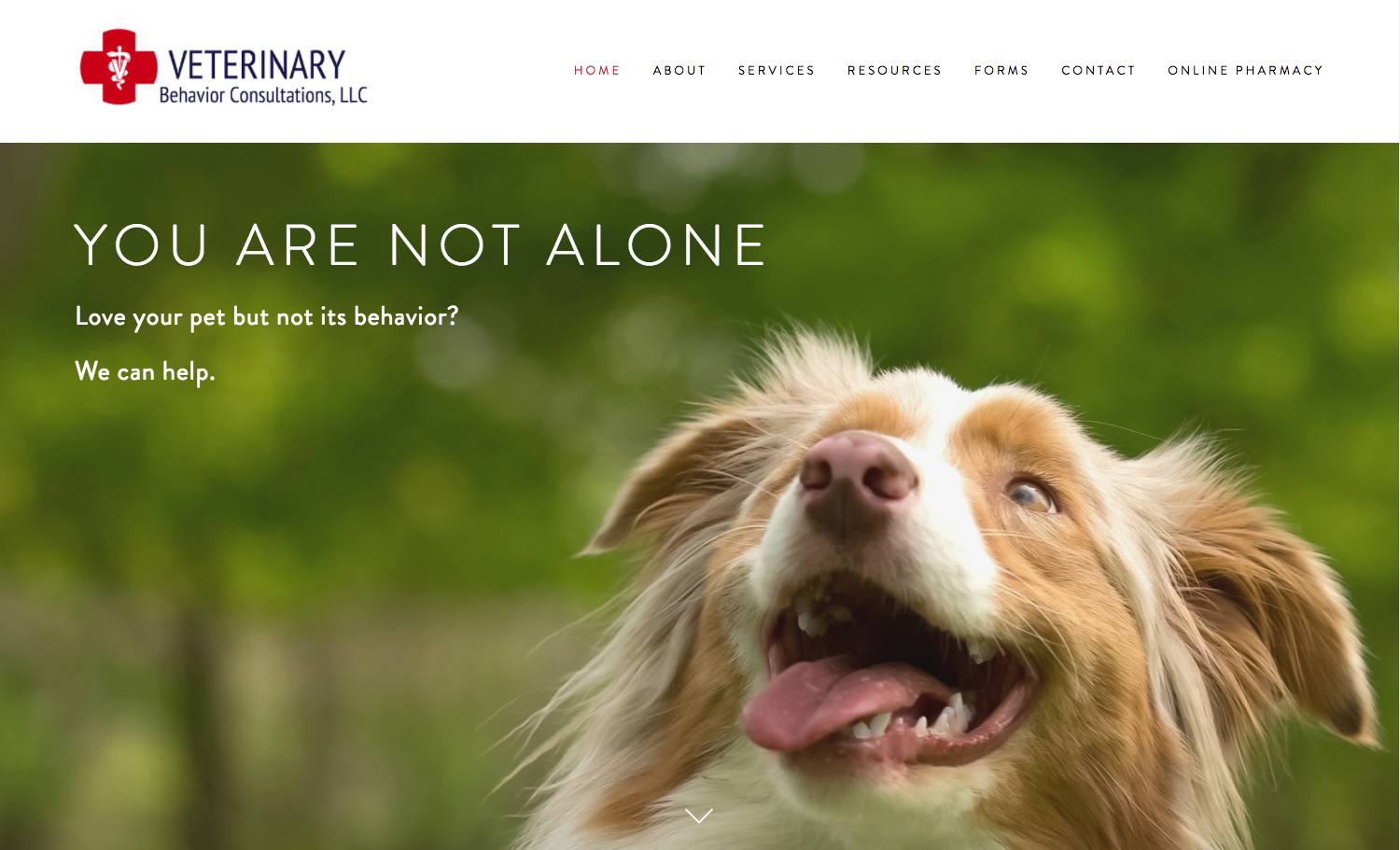 Veterinary Behavior Consultations