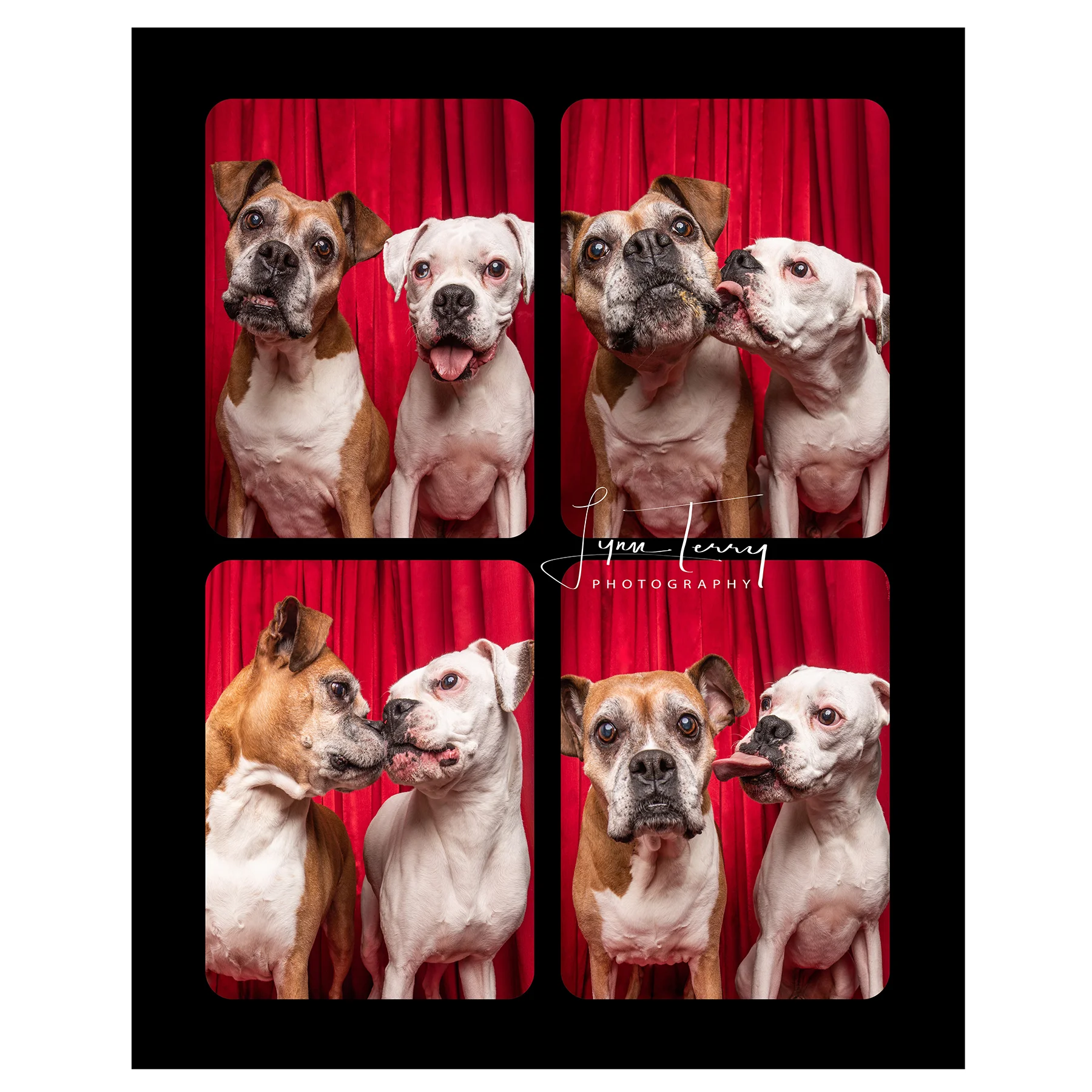 Boxers.jpg