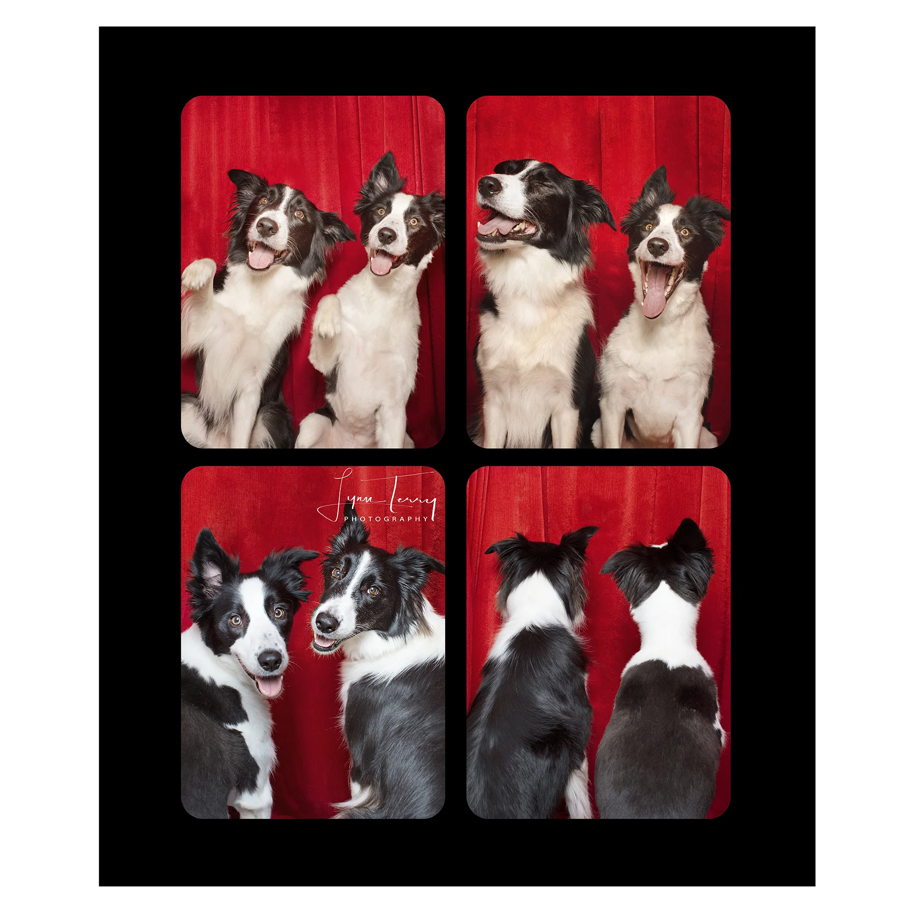 07.bordercollies.jpg